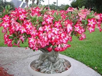 Adenium Flower Seeds Heirloom Non GMO Planting - 100 for planting in home garden